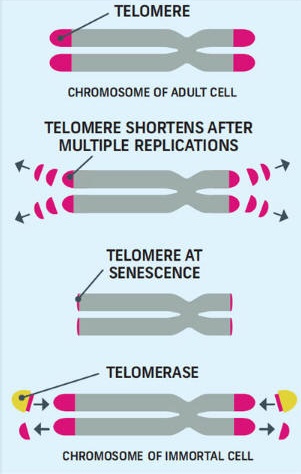 Telemeres